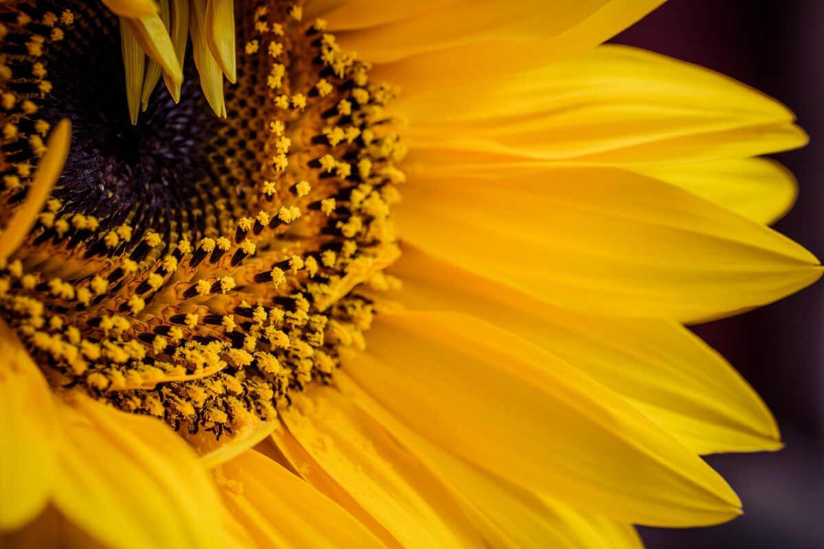 Sunflower Sense