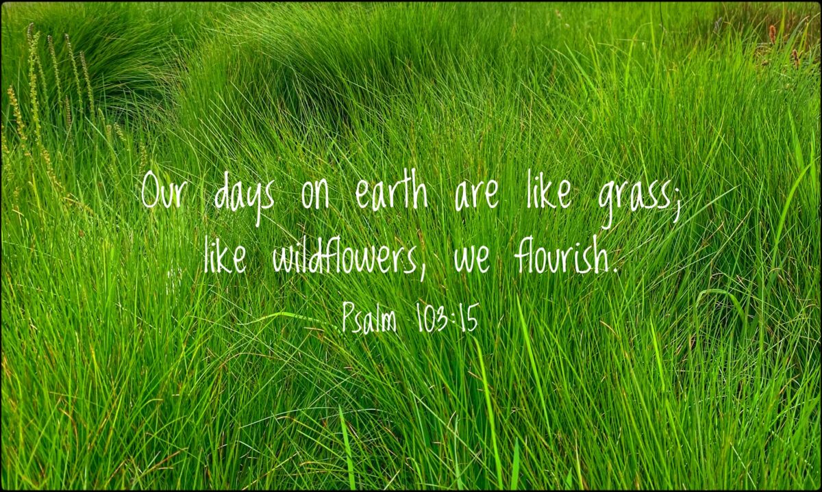 Blessed Nativity – Flourishing 2026